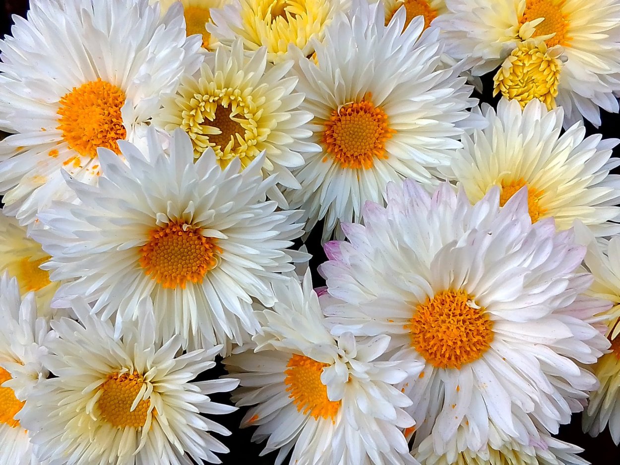 Бутоны хризантемы белой