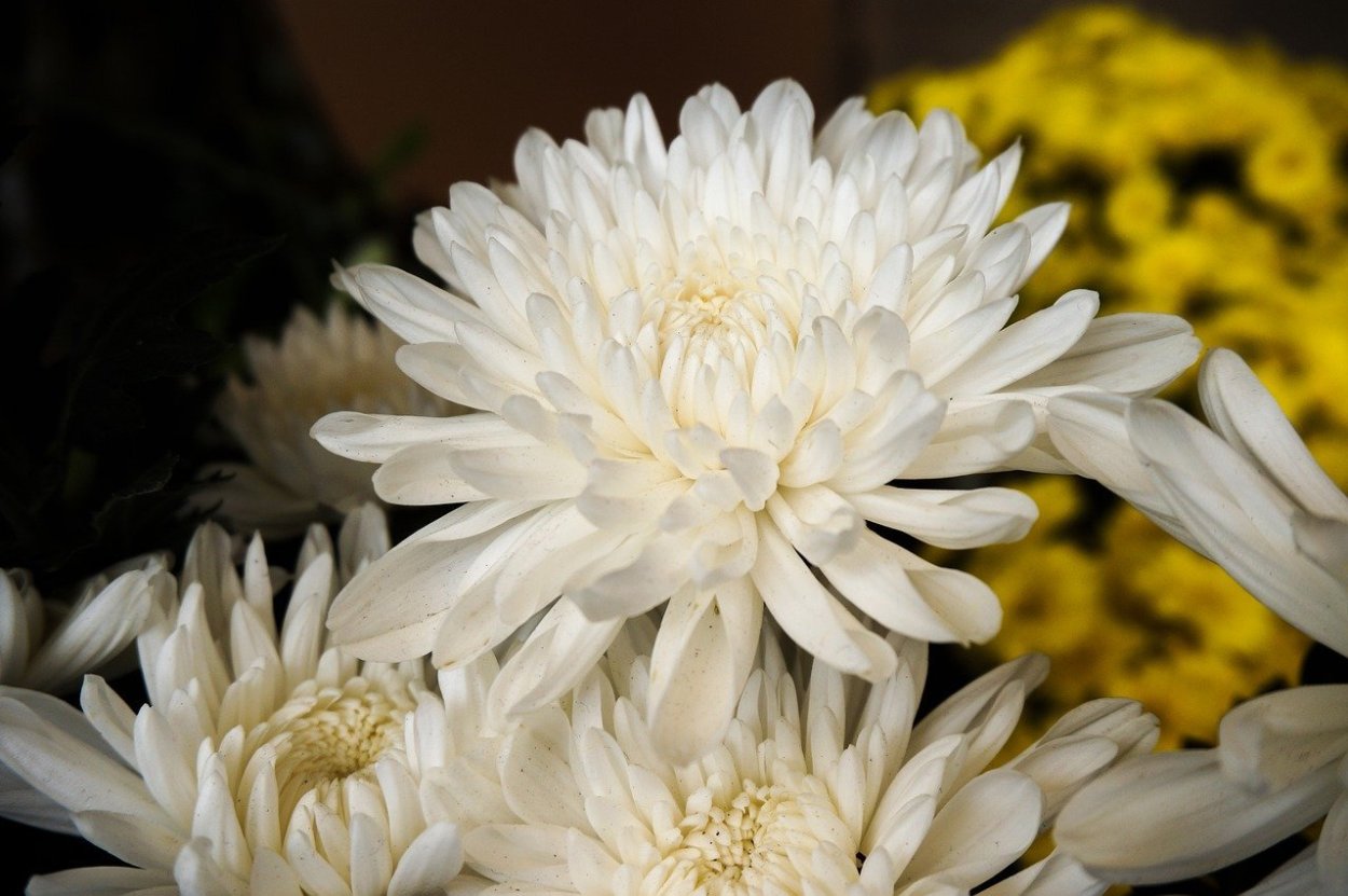 Пионовидные хризантемы белые