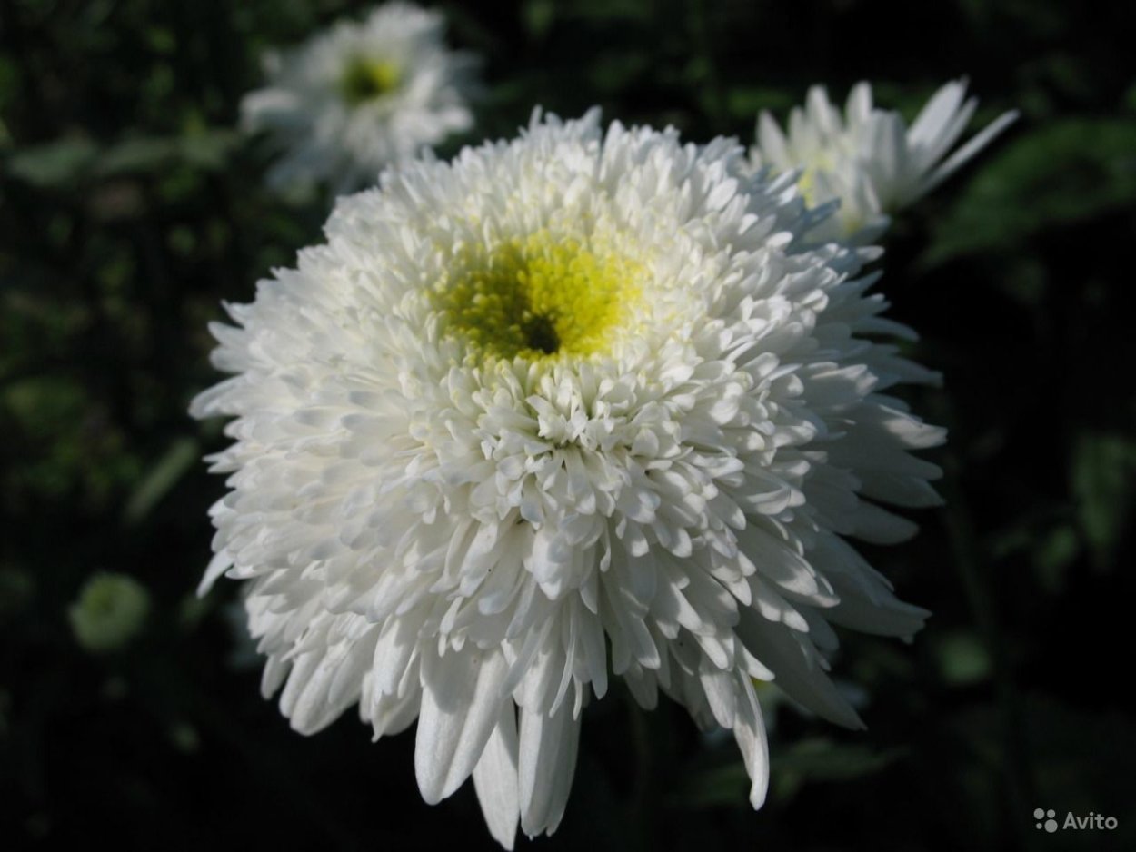 Летто Хризантема