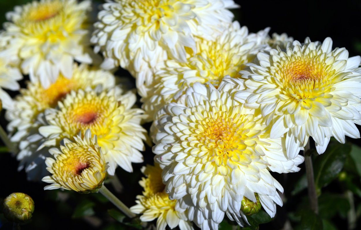 Гербера Вайт Хаус