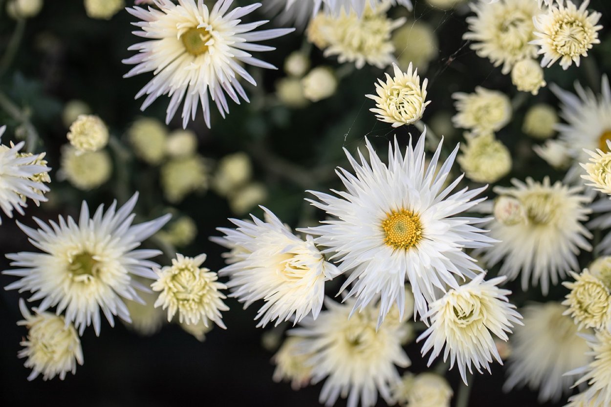 Хризантема мультифлора Branbeach White