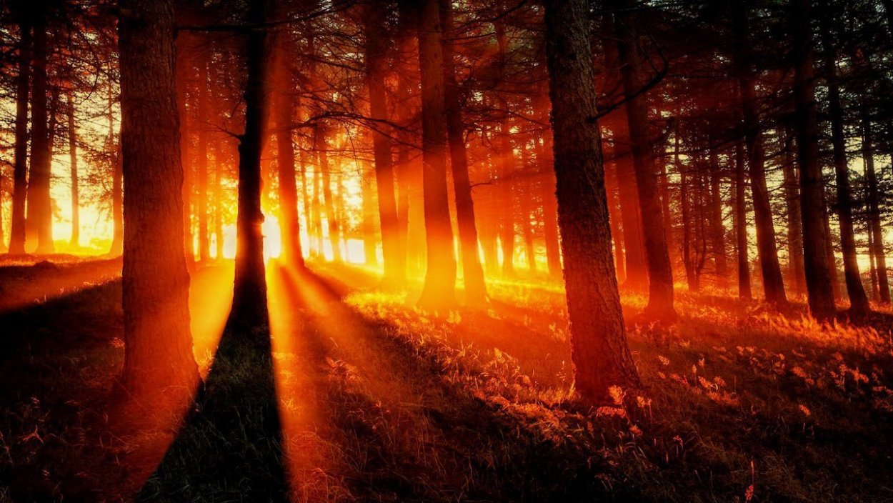 Рассвет в лесу