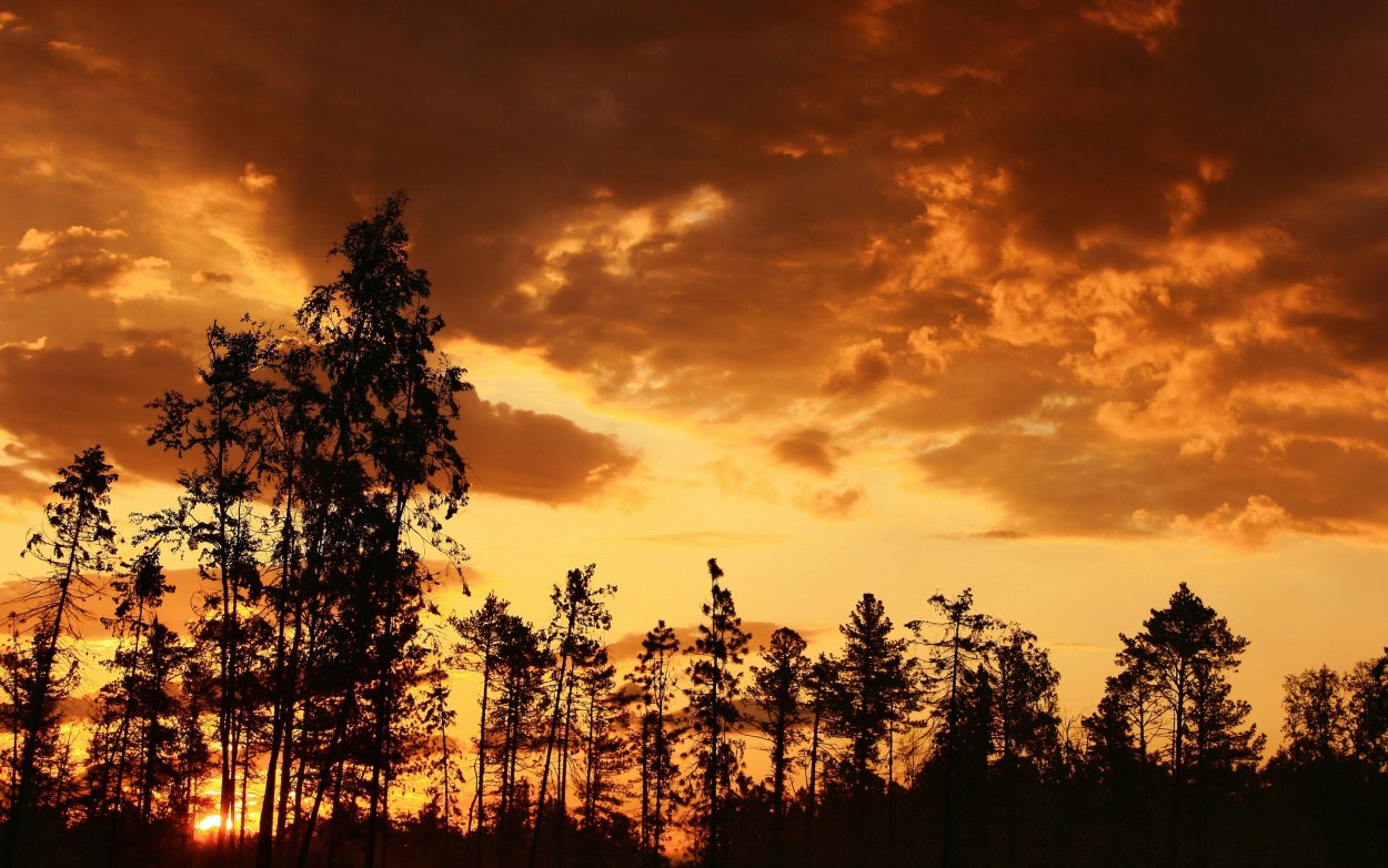 Закат в лесу