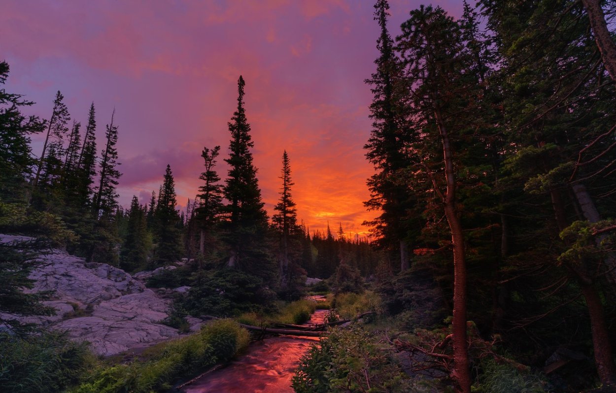 Вечерний лес