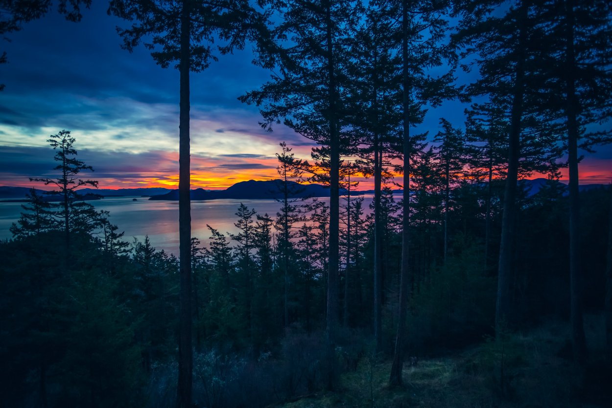 Хвойный лес на закате