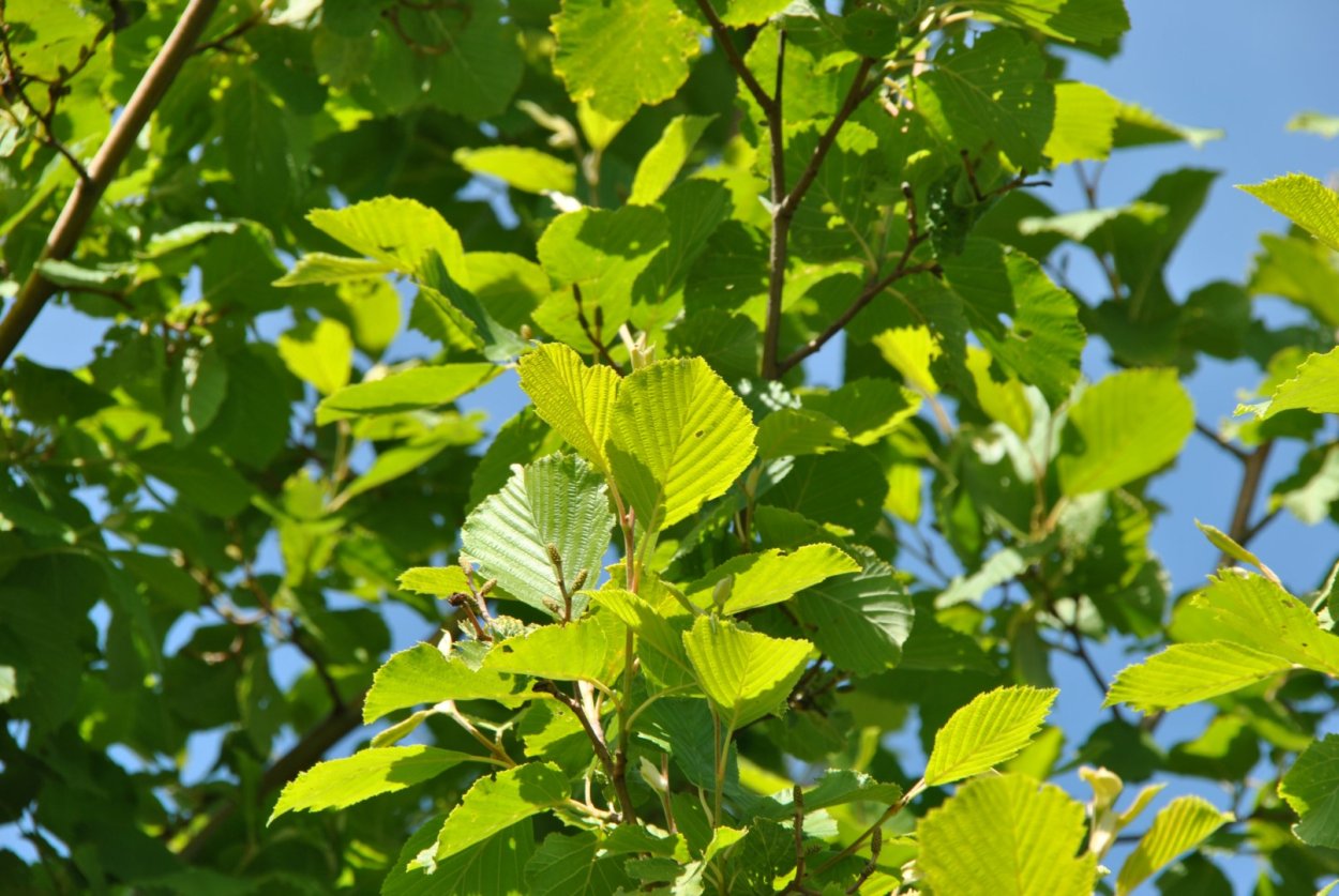Ольха серая, или ольха белая (Alnus incana)