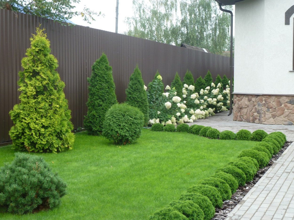 Туя Смарагд и Даника