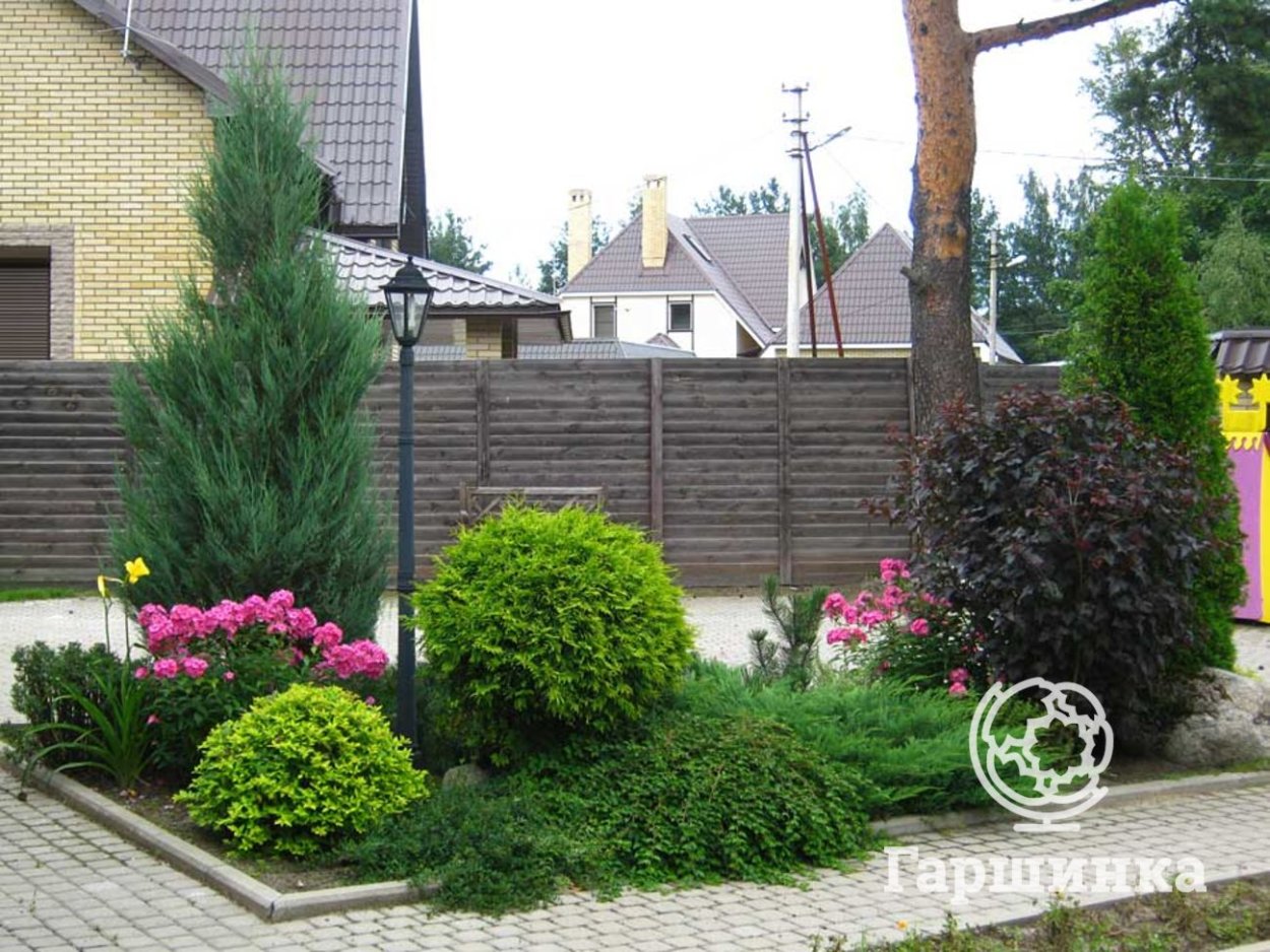 Миксбордер туя Барбарис