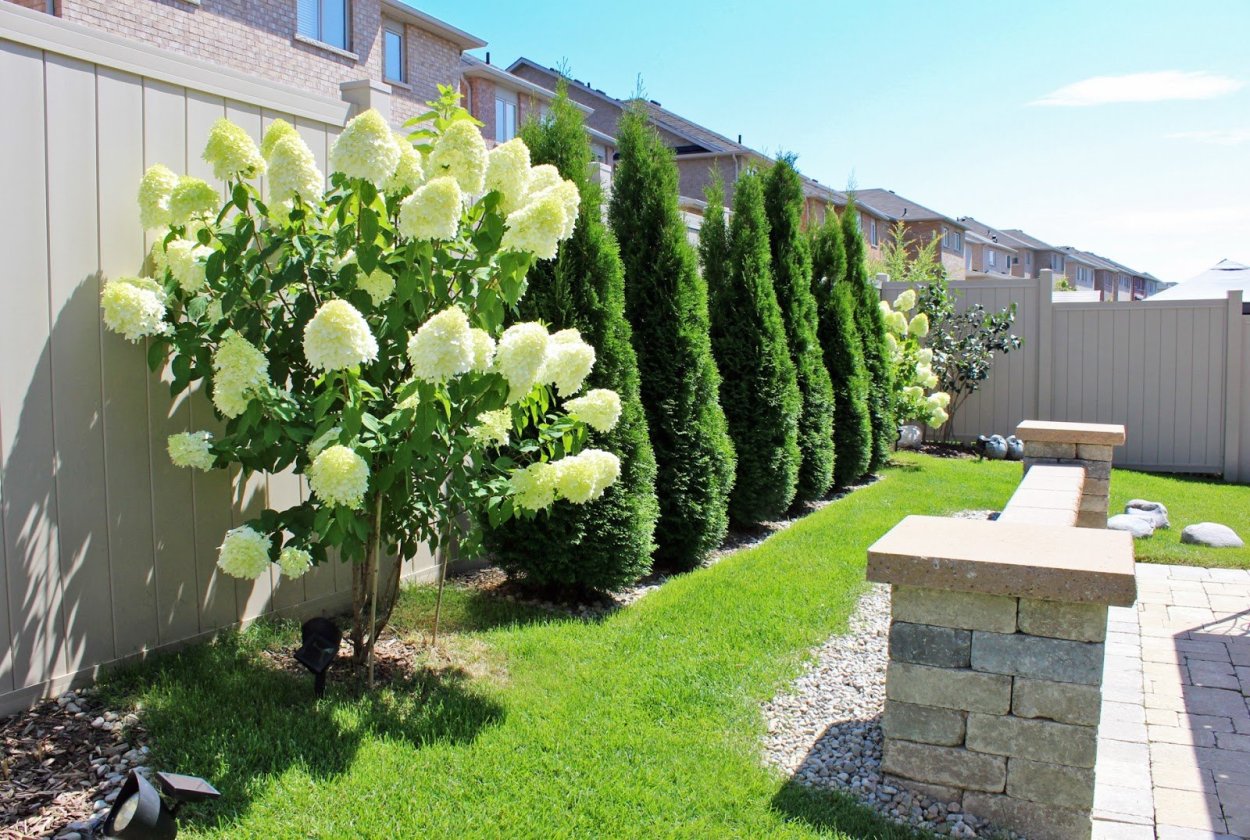 Дерен белый живой забор