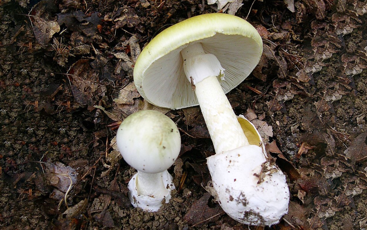 Бледная поганка гриб