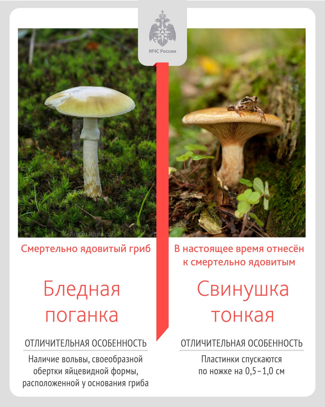 Белая поганка с юбкой