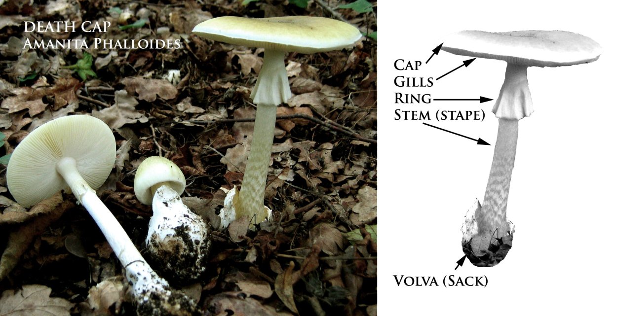 Бледная поганка молодой гриб