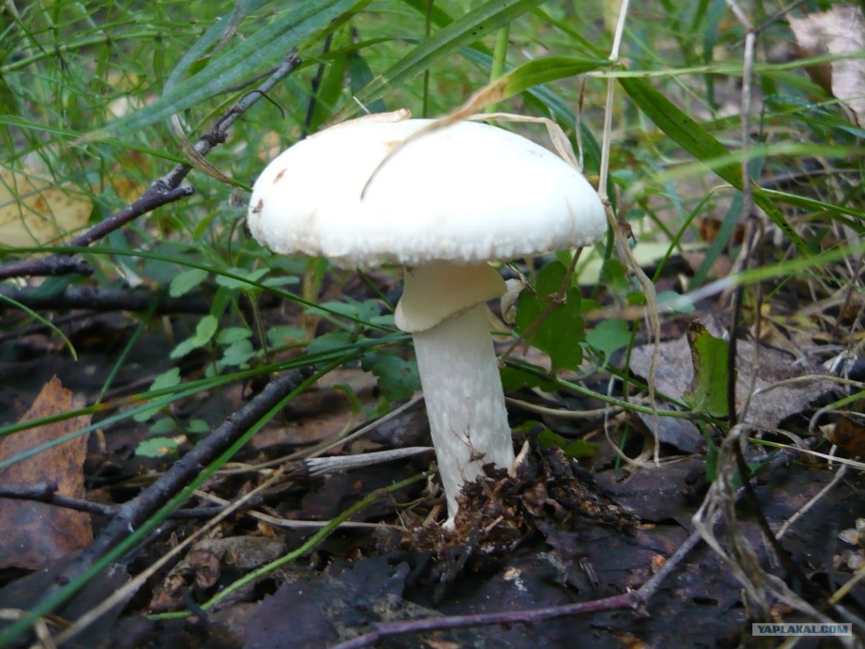 Бледная поганка (мухомор зеленый)