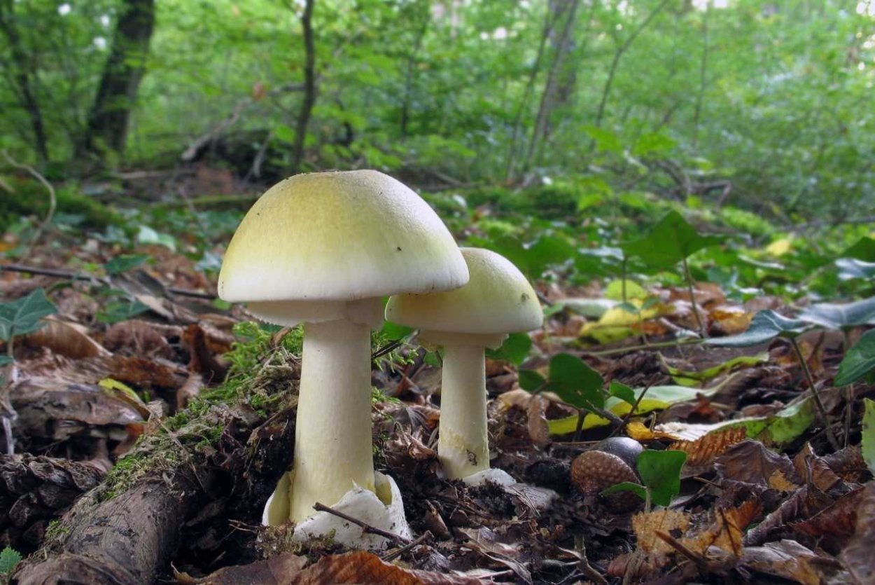Грибы пластинчатые бледная поганка