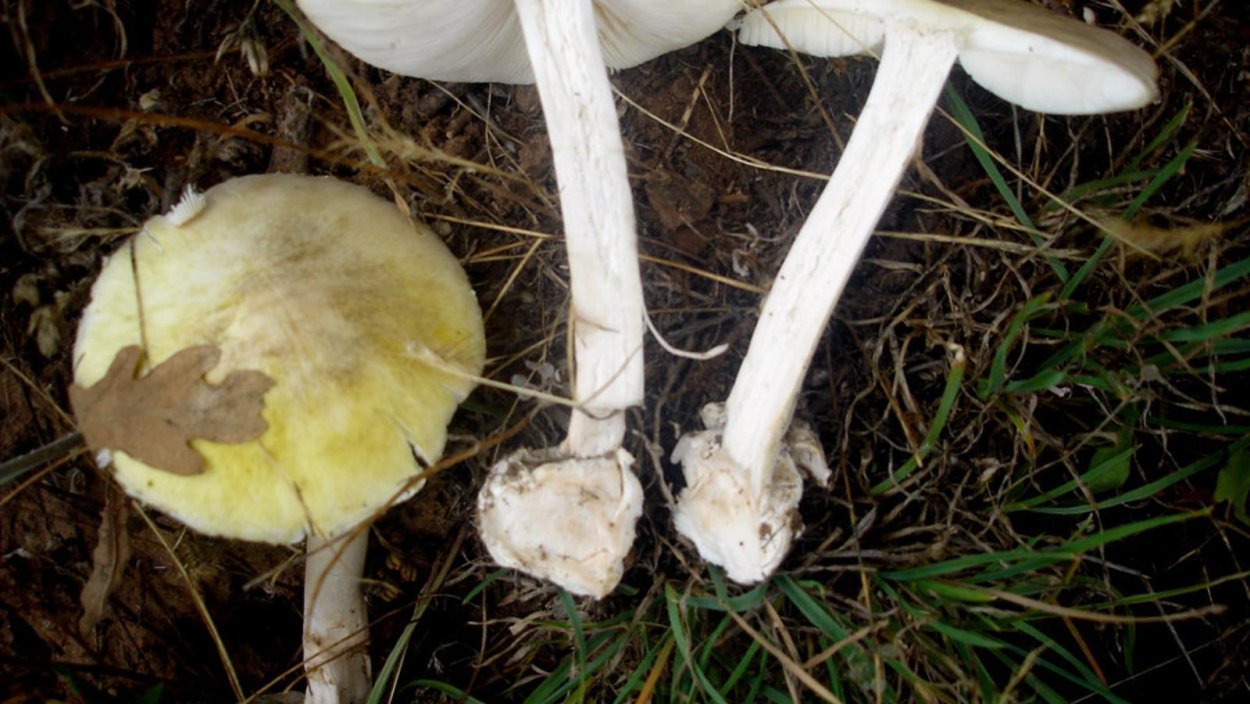 Поганки средней Азии