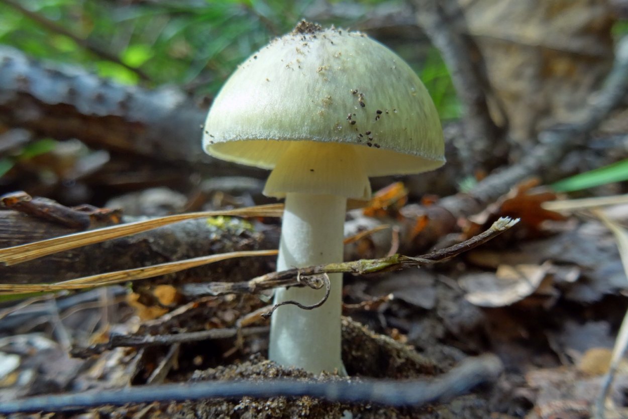 Сибирская бледная поганка