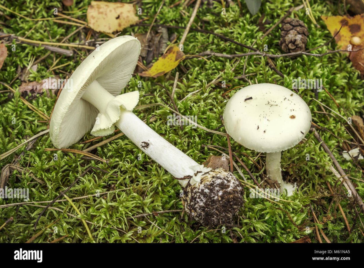 Мухомор и поганка