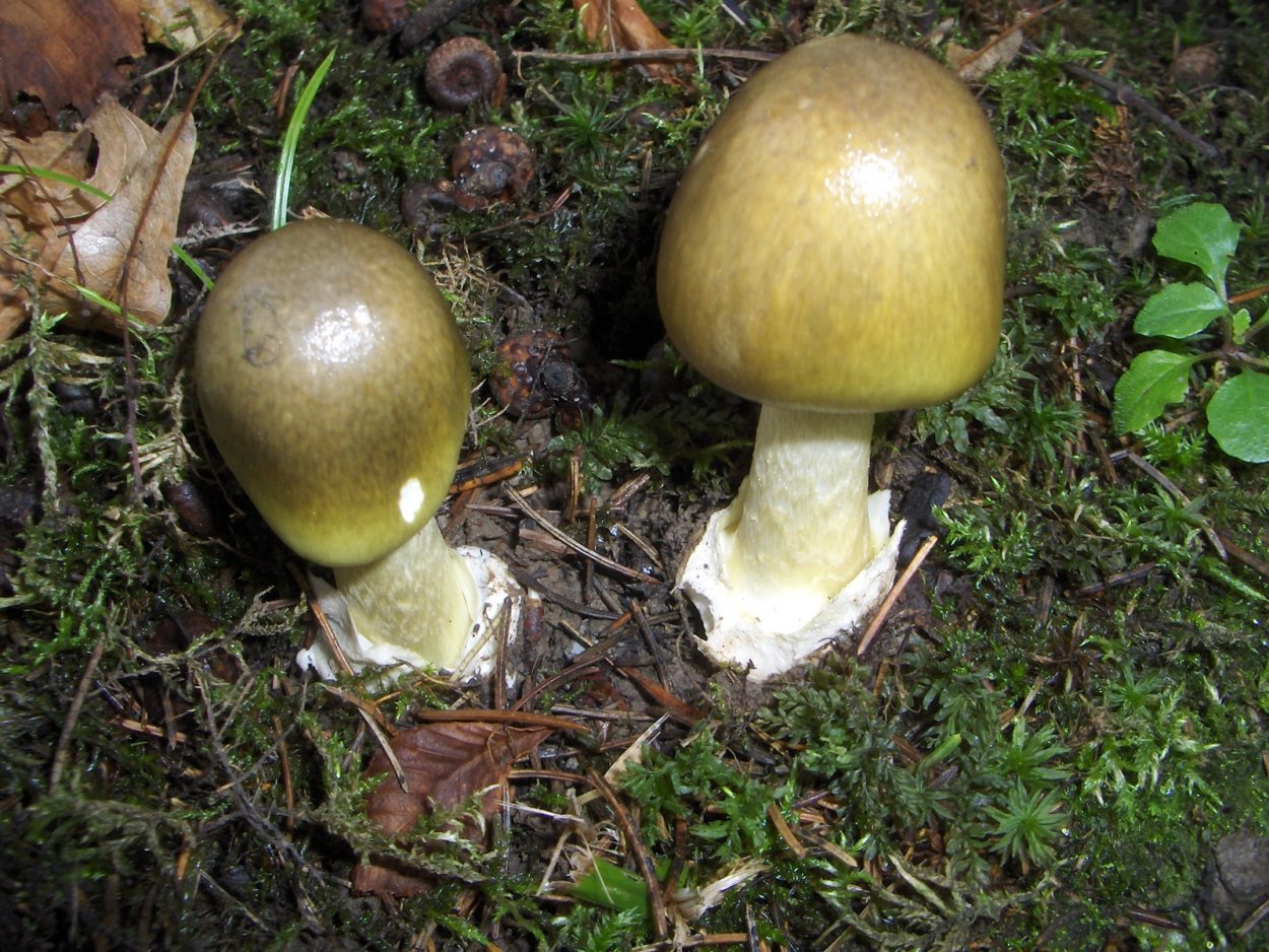 Бледная поганка на Урале