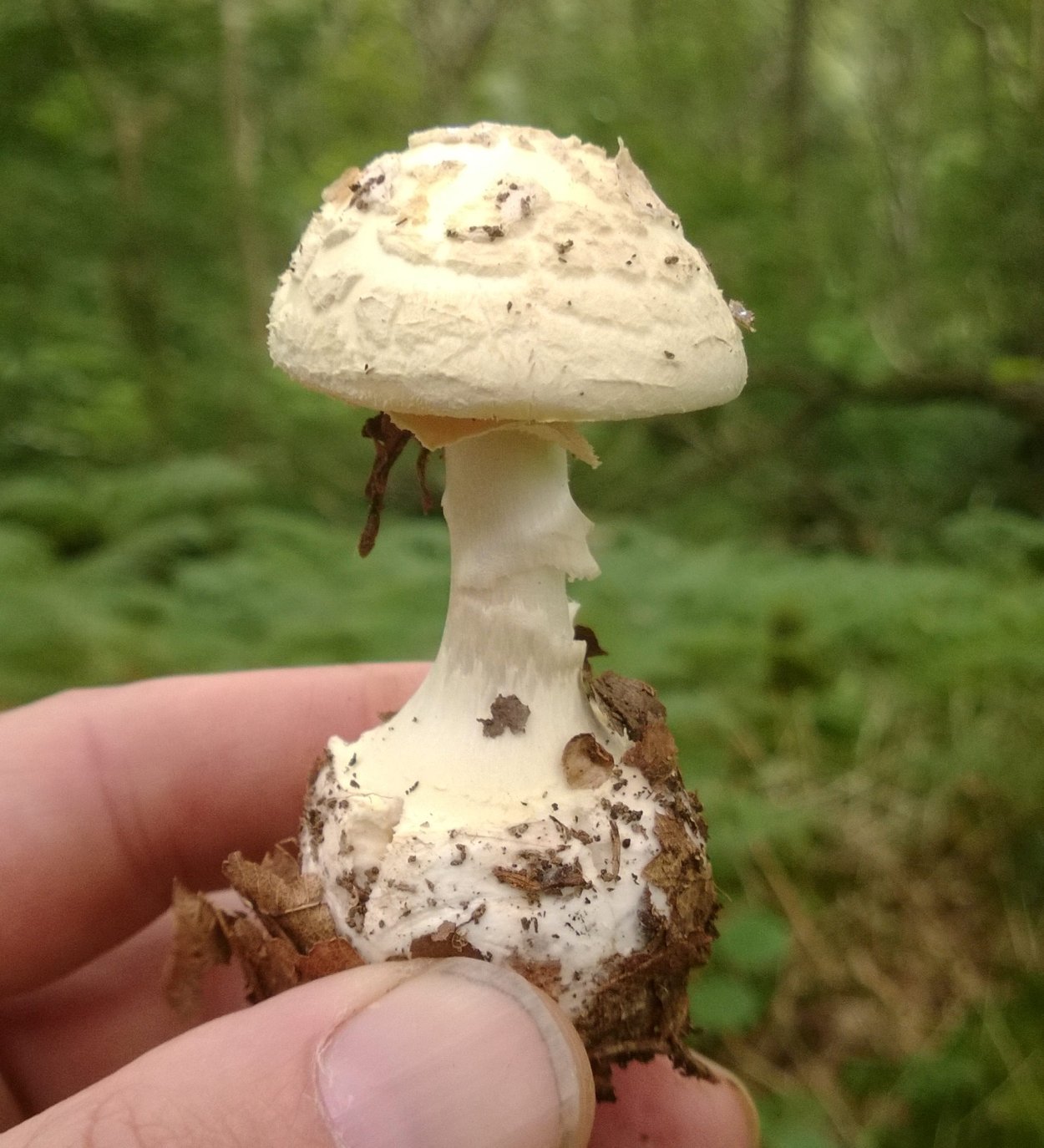 Мухомор белый (Amanita Verna)