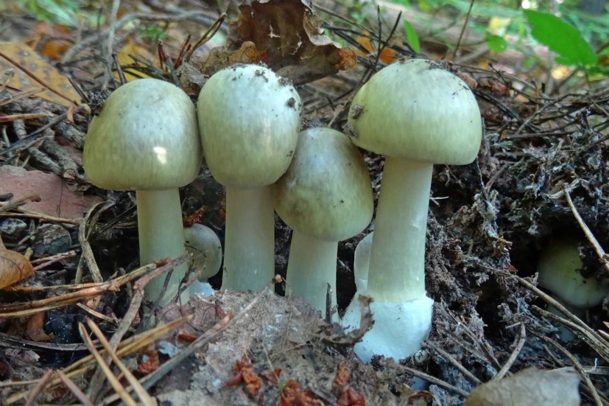 Бледная поганка (мухомор зеленый)