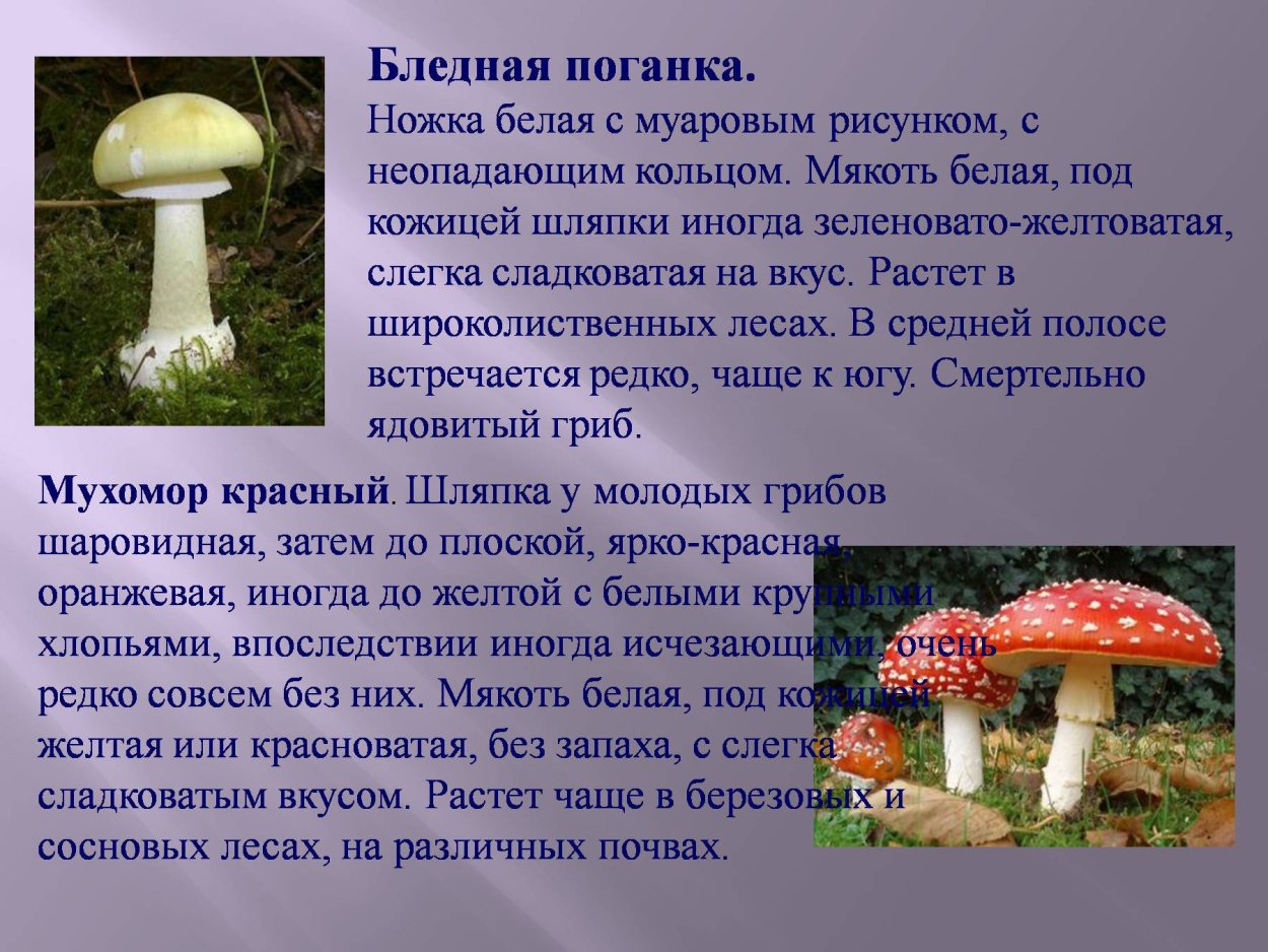 Сухая бледная поганка