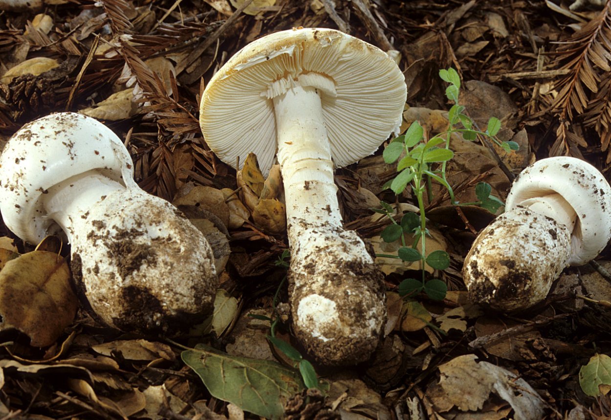 Мухомор поганковидный