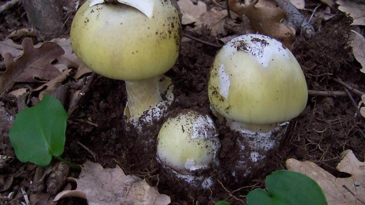 Бледная поганка гриб арт