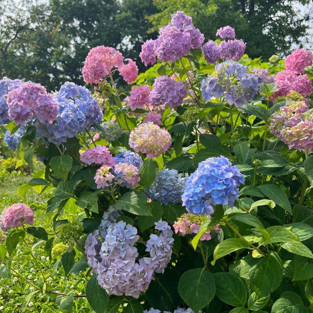 Гортензия краса лескова