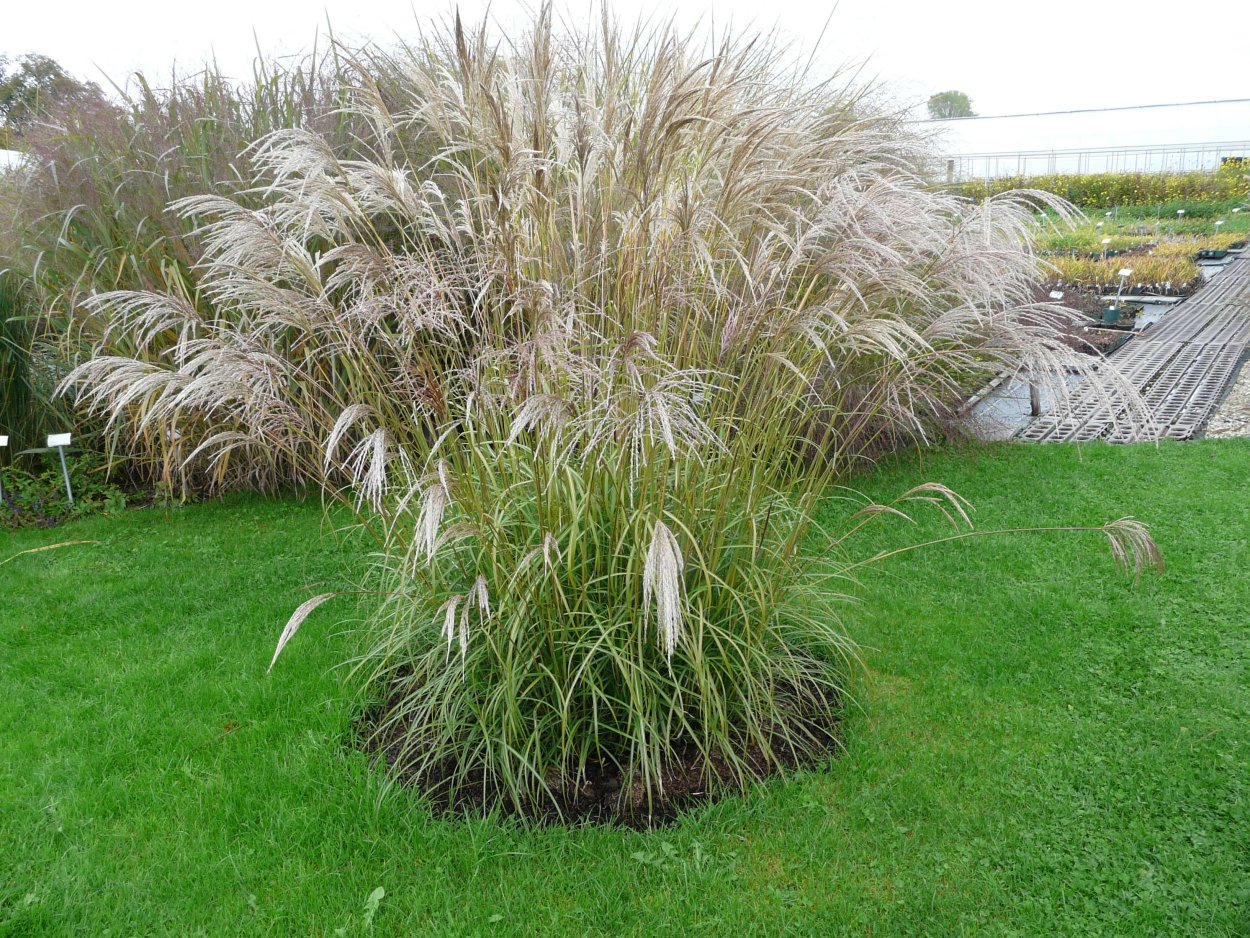 Мискантус зебрина