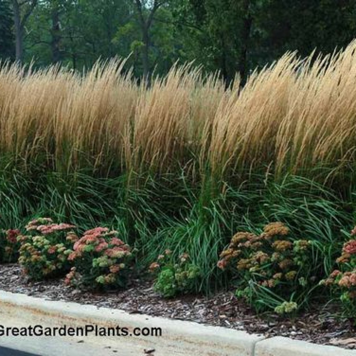 Мискантус сорановский