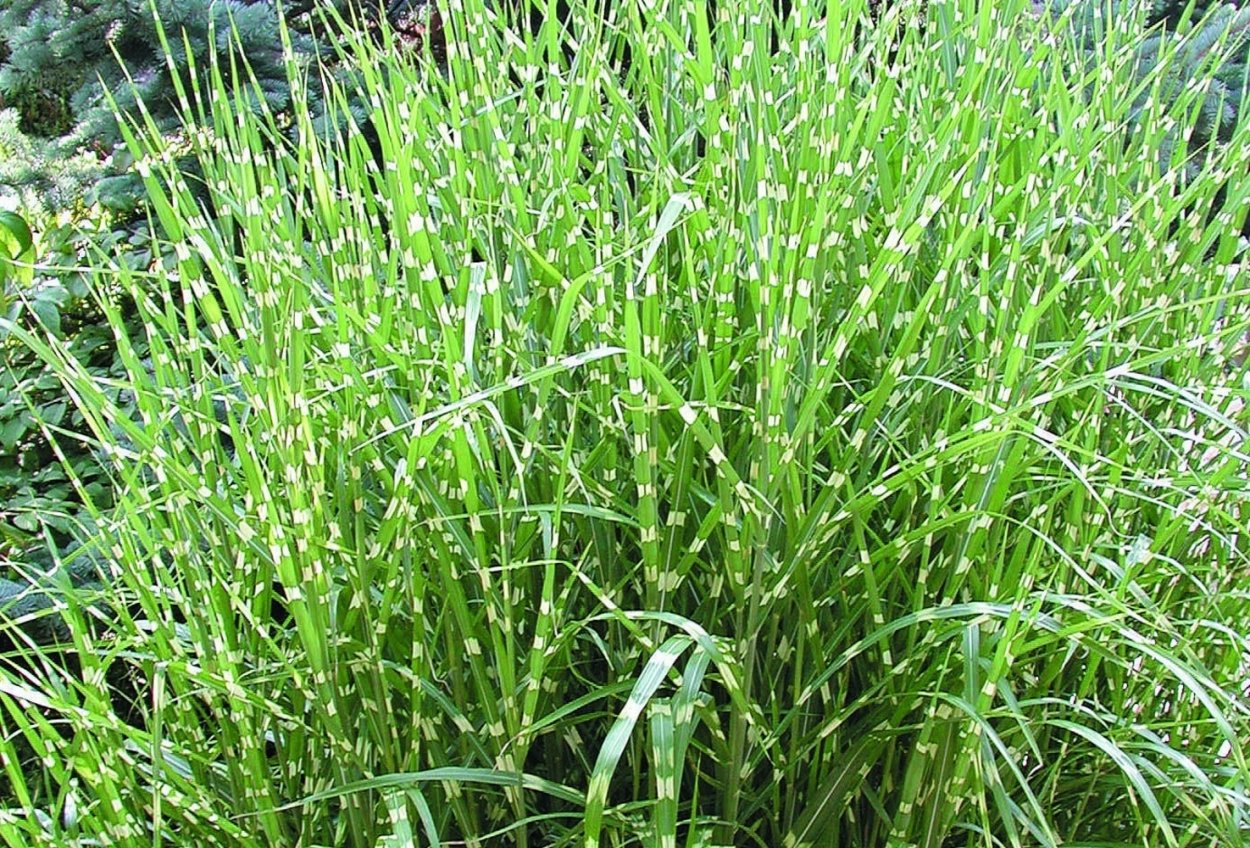 Мискантус Космополитен