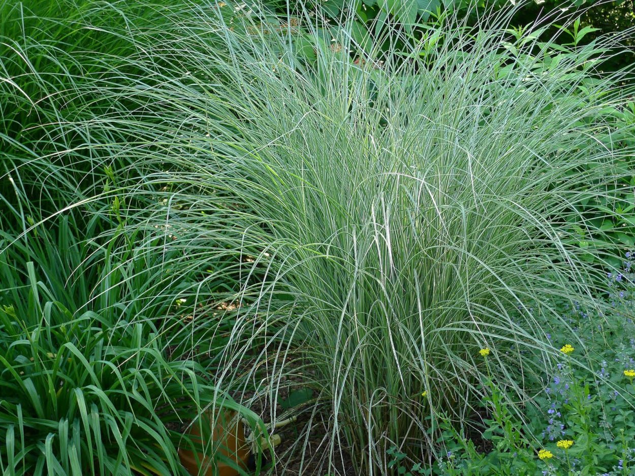 Мискантус зебрина