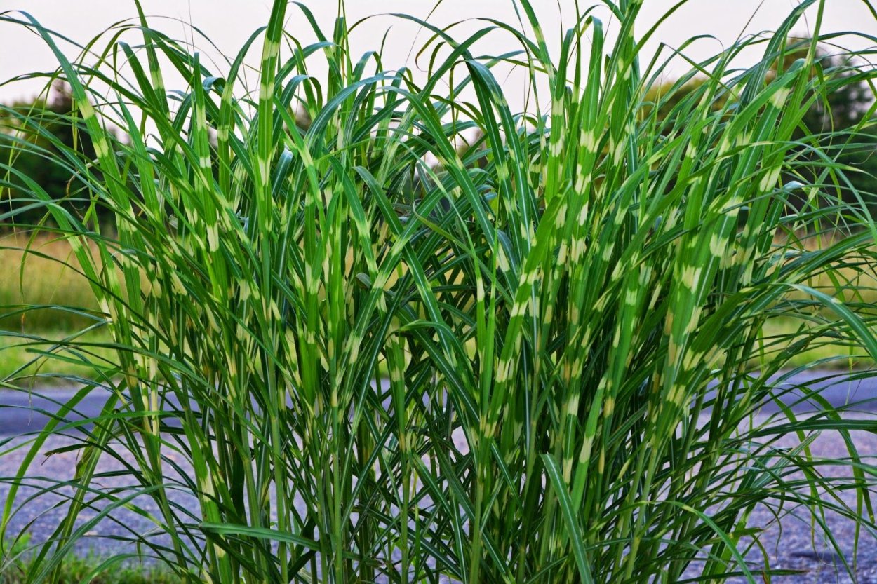 Мискантус китайский Miscanthus sinensis Flamingo