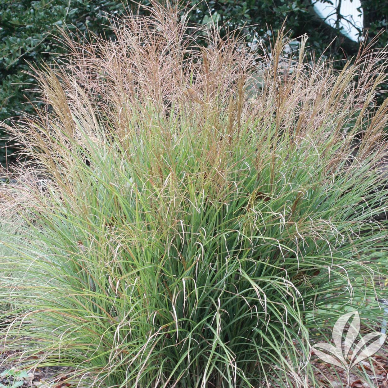 Мискантус полосатый Гном