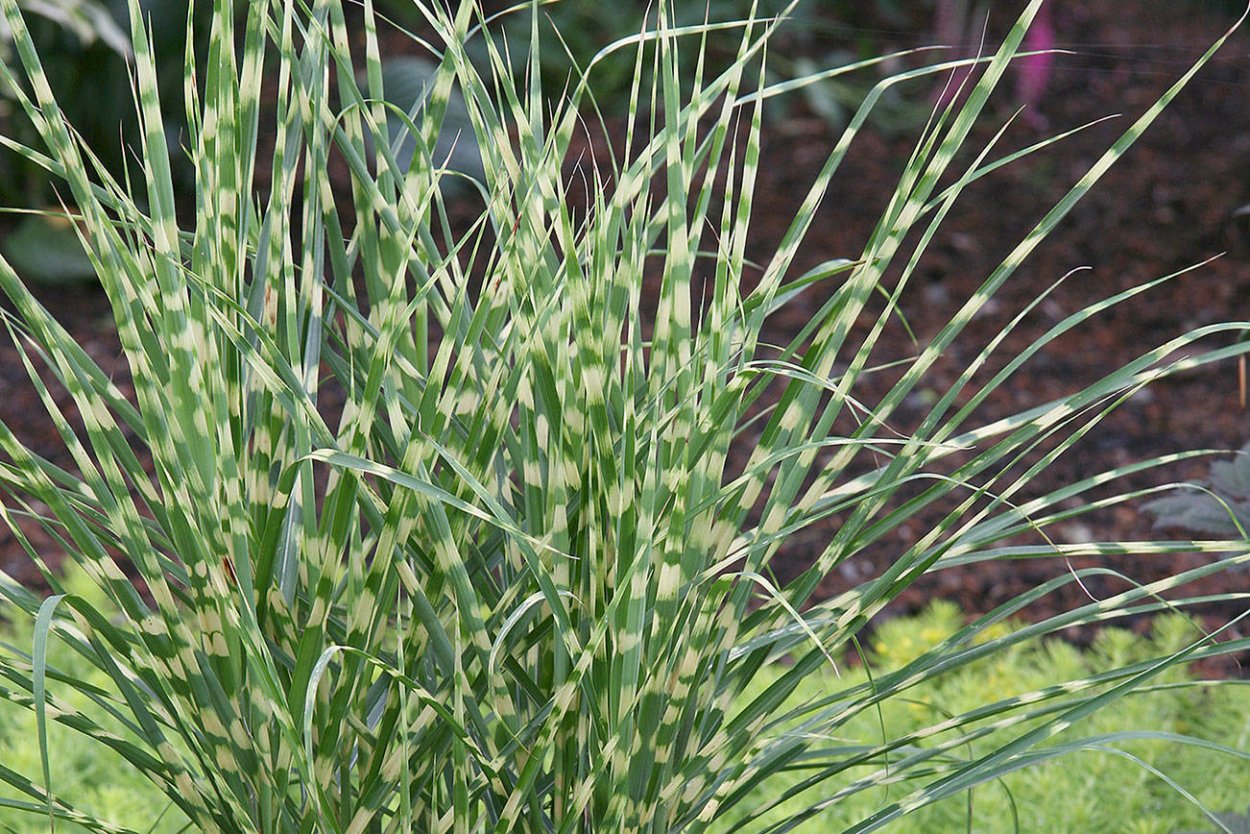 Мискантус зебрина