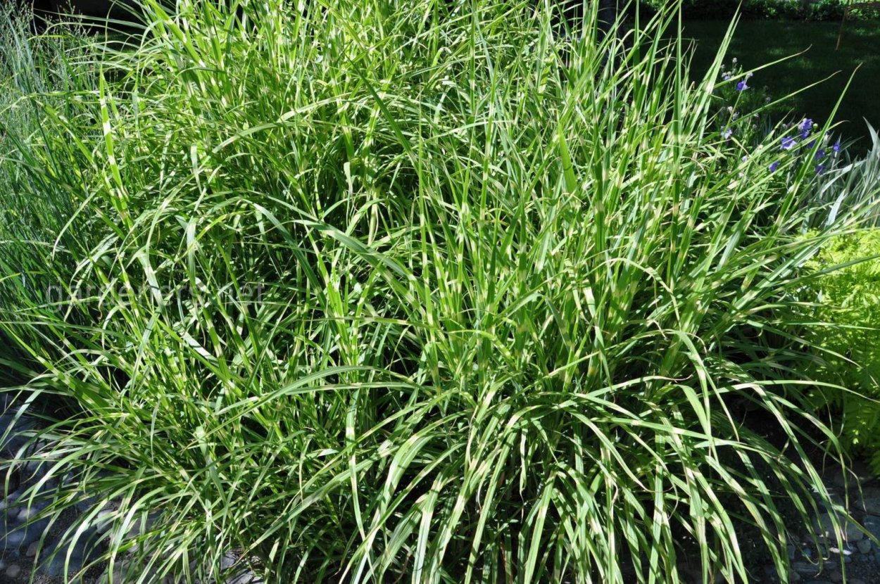 Мискантус китайский Зебринус