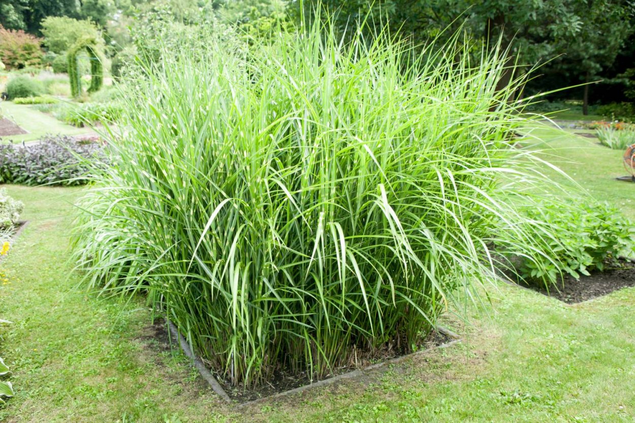 Мискантус китайский Зебринус