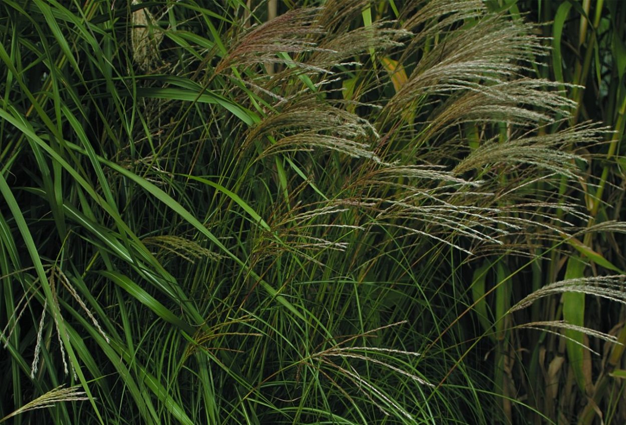 Мискантус китайский Зебринус