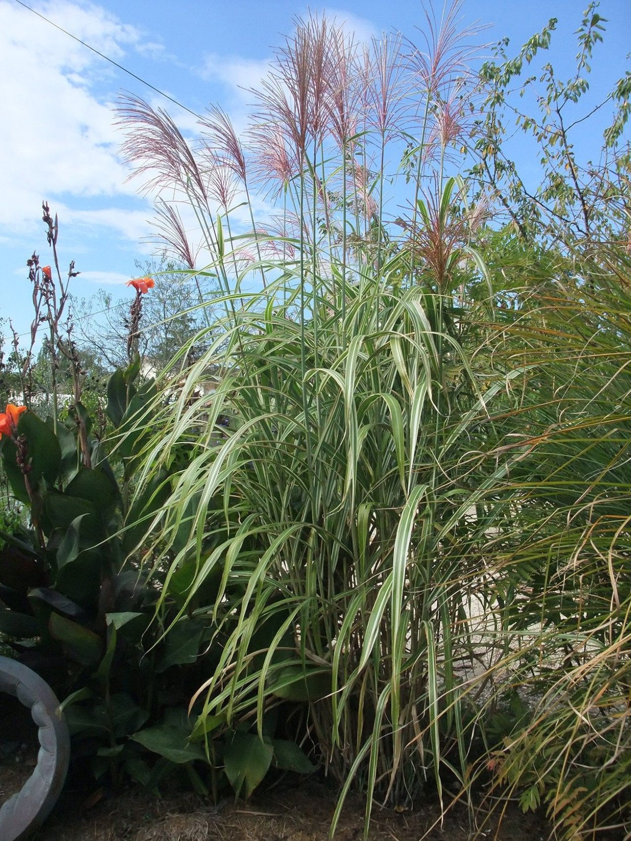 Мискантус Литтл Зебринус