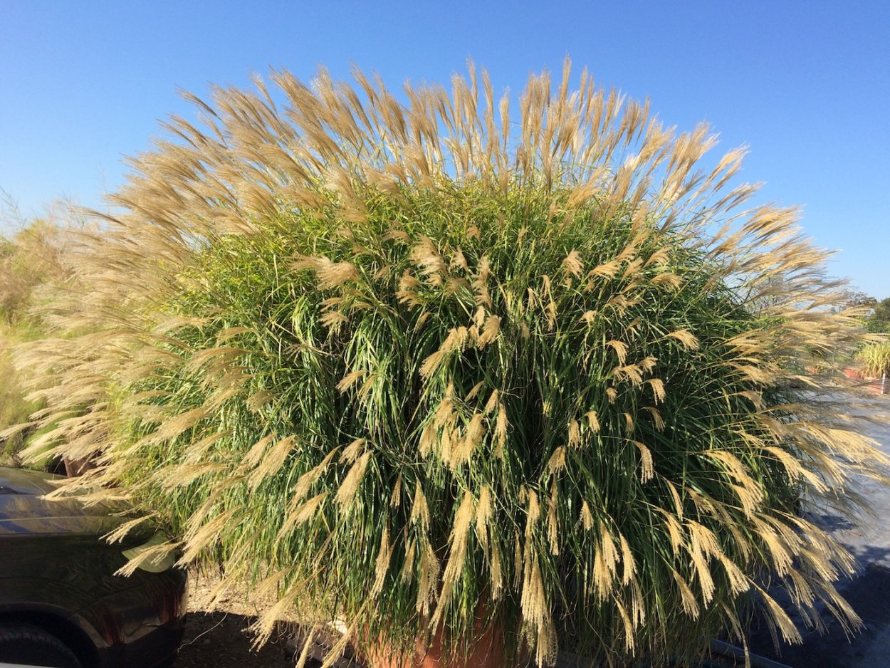 Мискантус Блондо