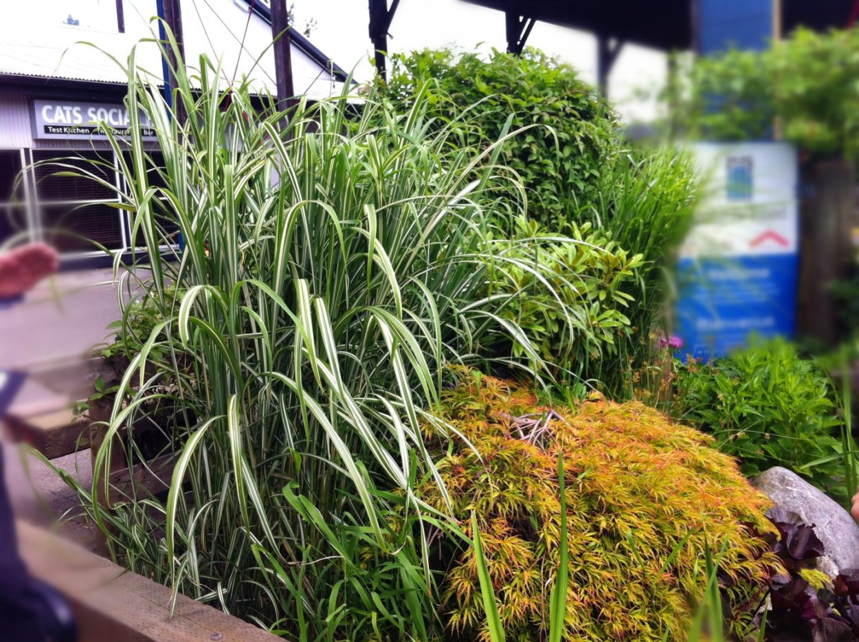 Мискантус Карл Форстер