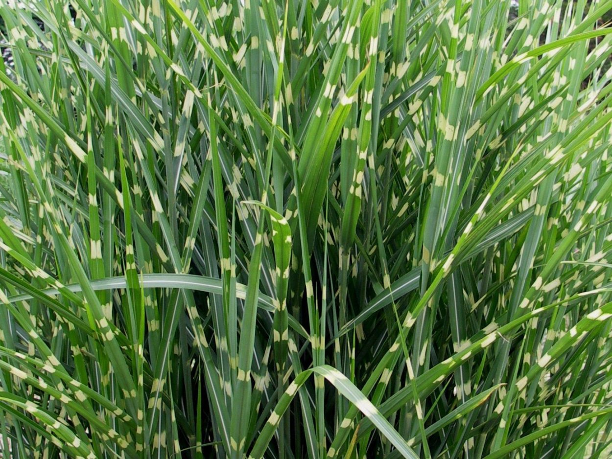 Мискантус полосатый Гном