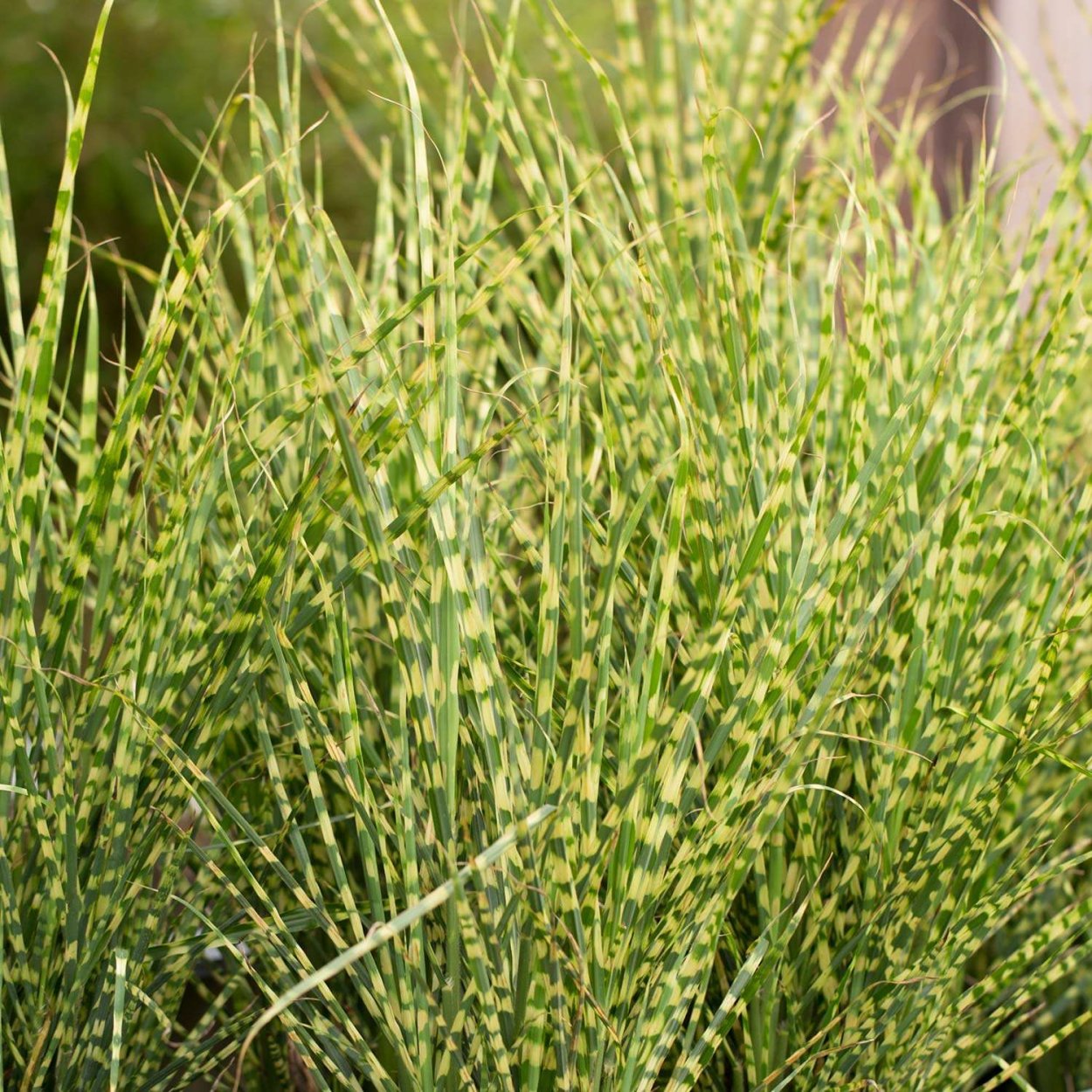 Мискантус Зебринус