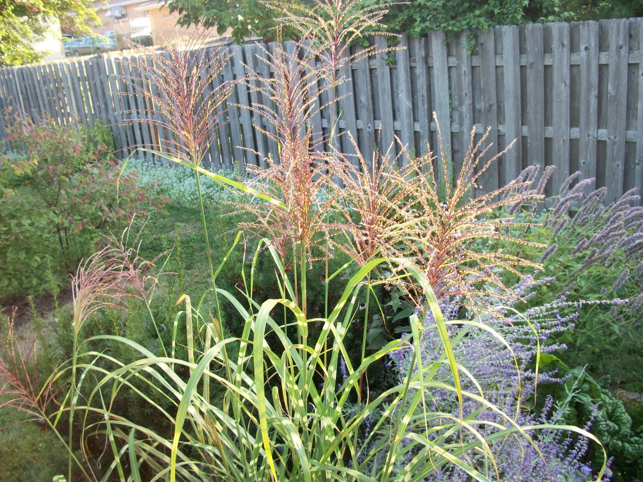 Мискантус сахарный