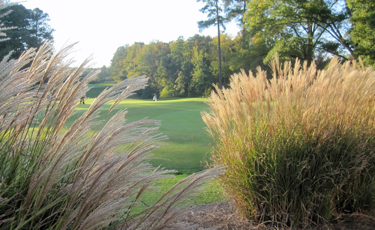 Мискантус Кляйн фонтан