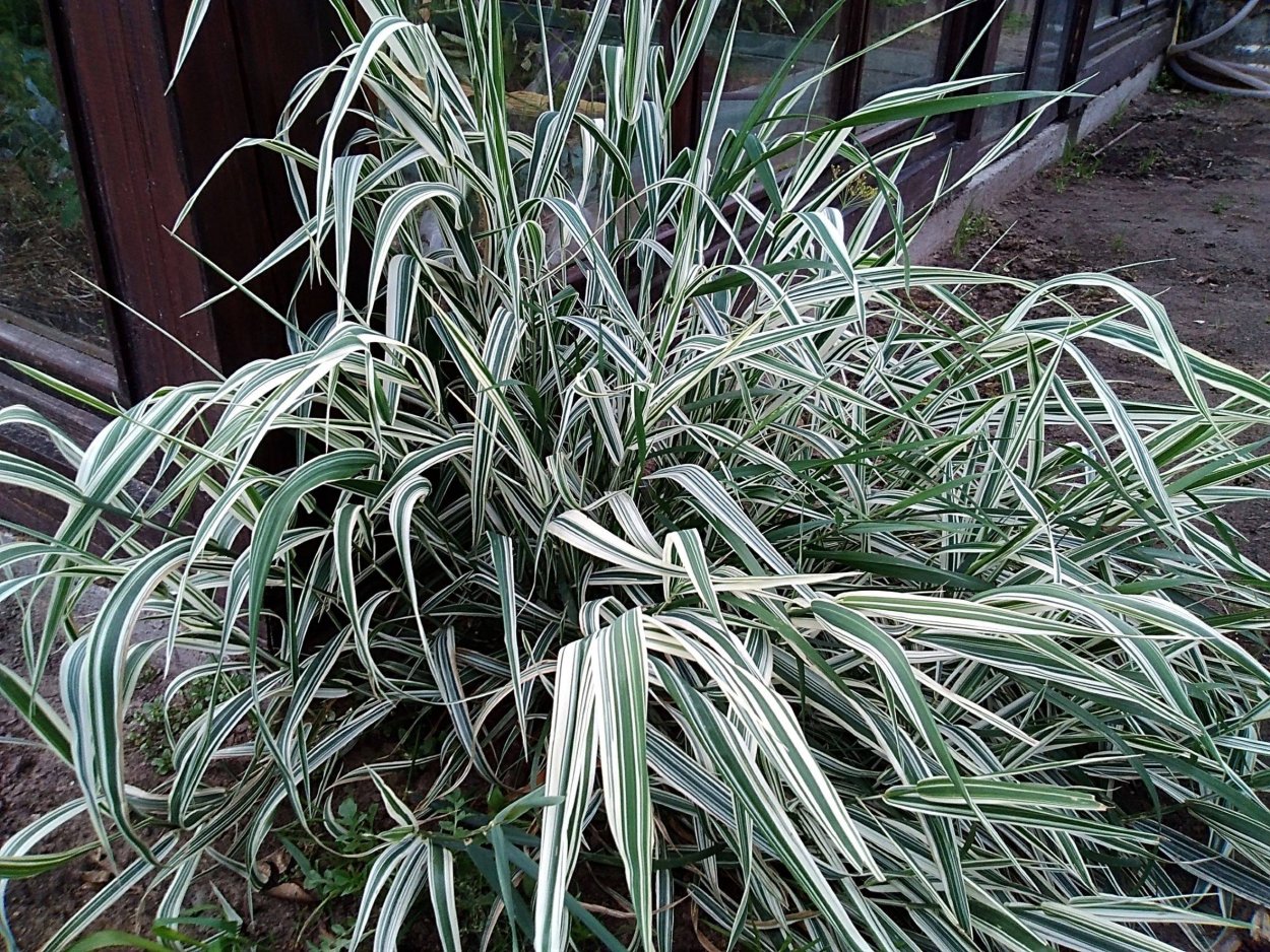 Мискантус китайский Блютенвундер