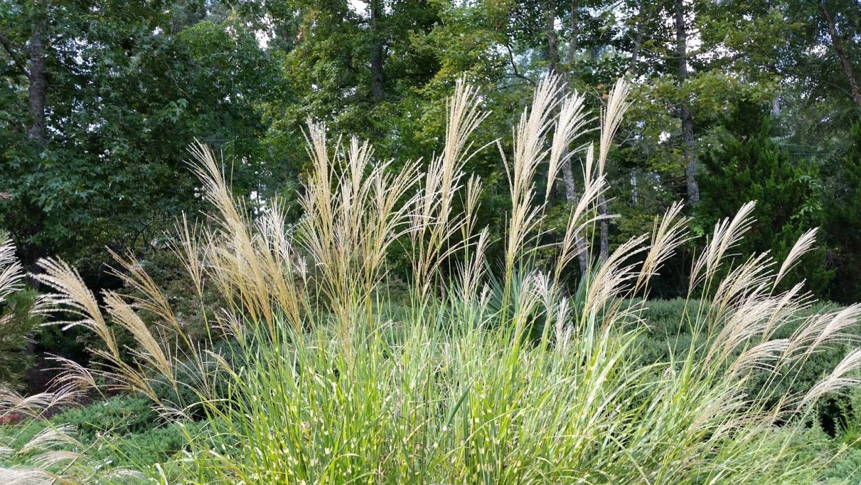 Мискантус зебрина