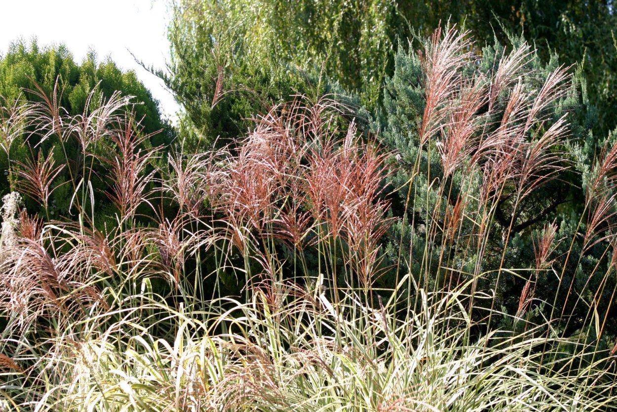 Мискантус Cosmopolitan