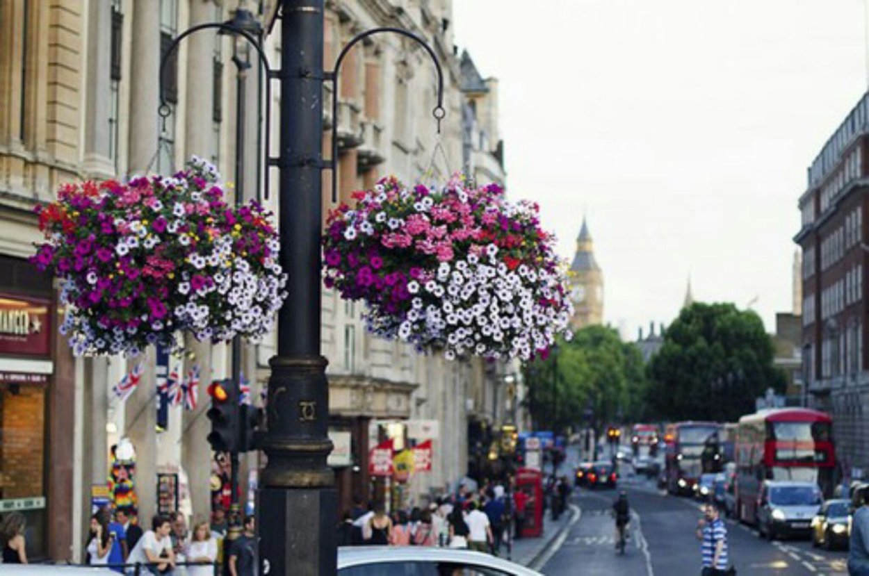 цветы лондона