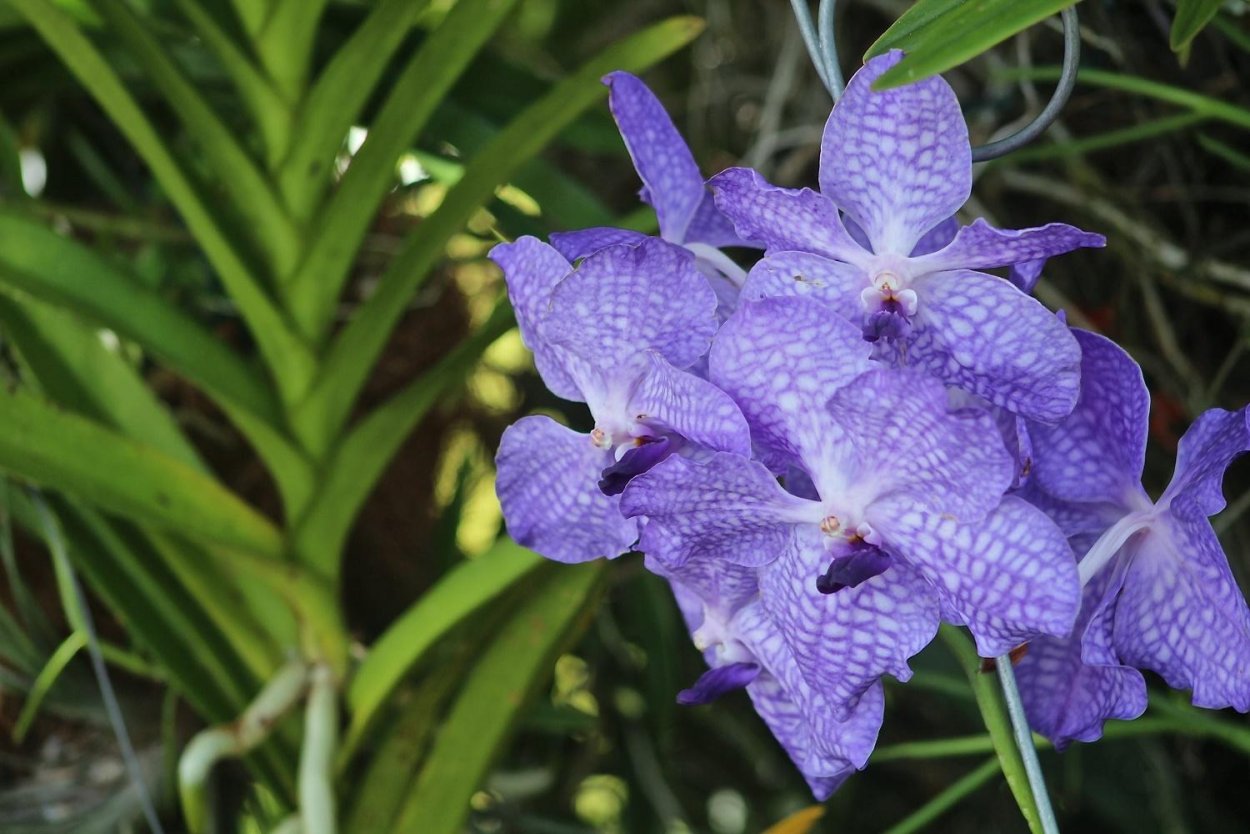 Орхидея Ванда зеленая